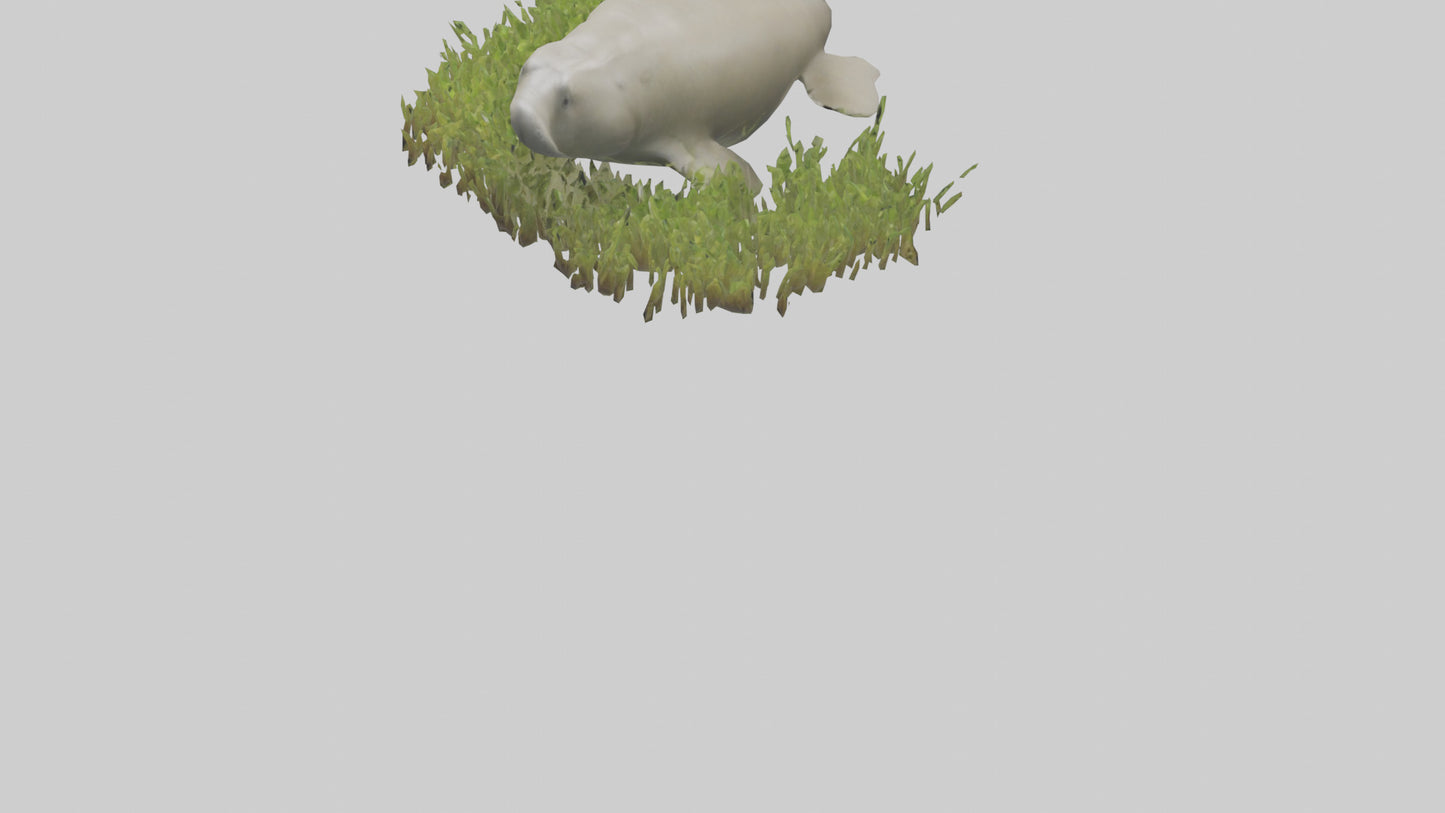 Dugong grazing seagrass model 3D model