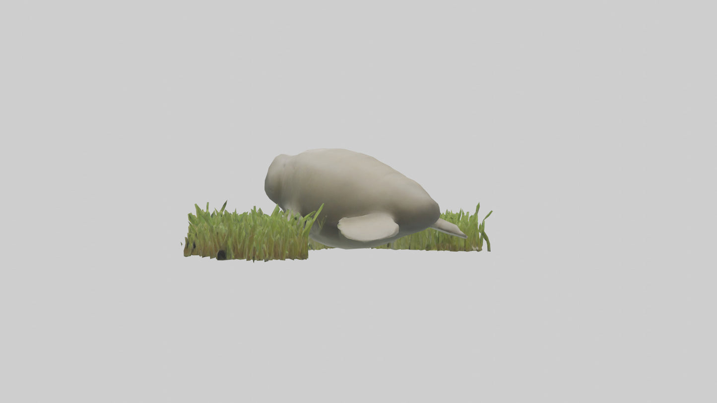 Dugong grazing seagrass model 3D model