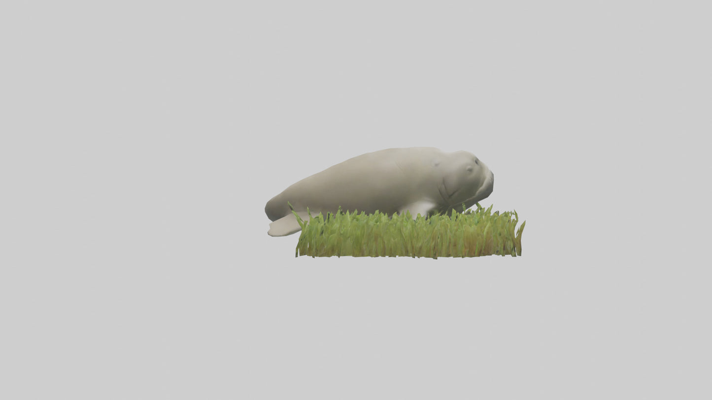 Dugong grazing seagrass model 3D model