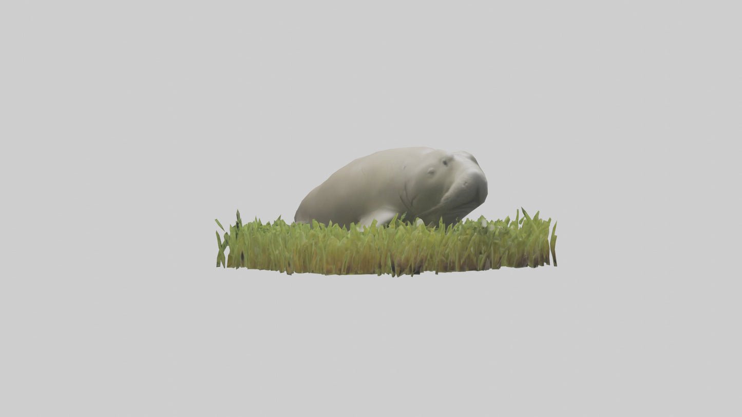 Dugong grazing seagrass model 3D model