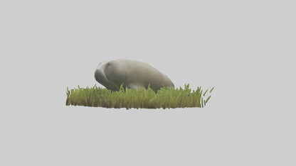 Dugong grazing seagrass model 3D model