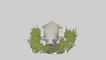 Dugong grazing seagrass model 3D model