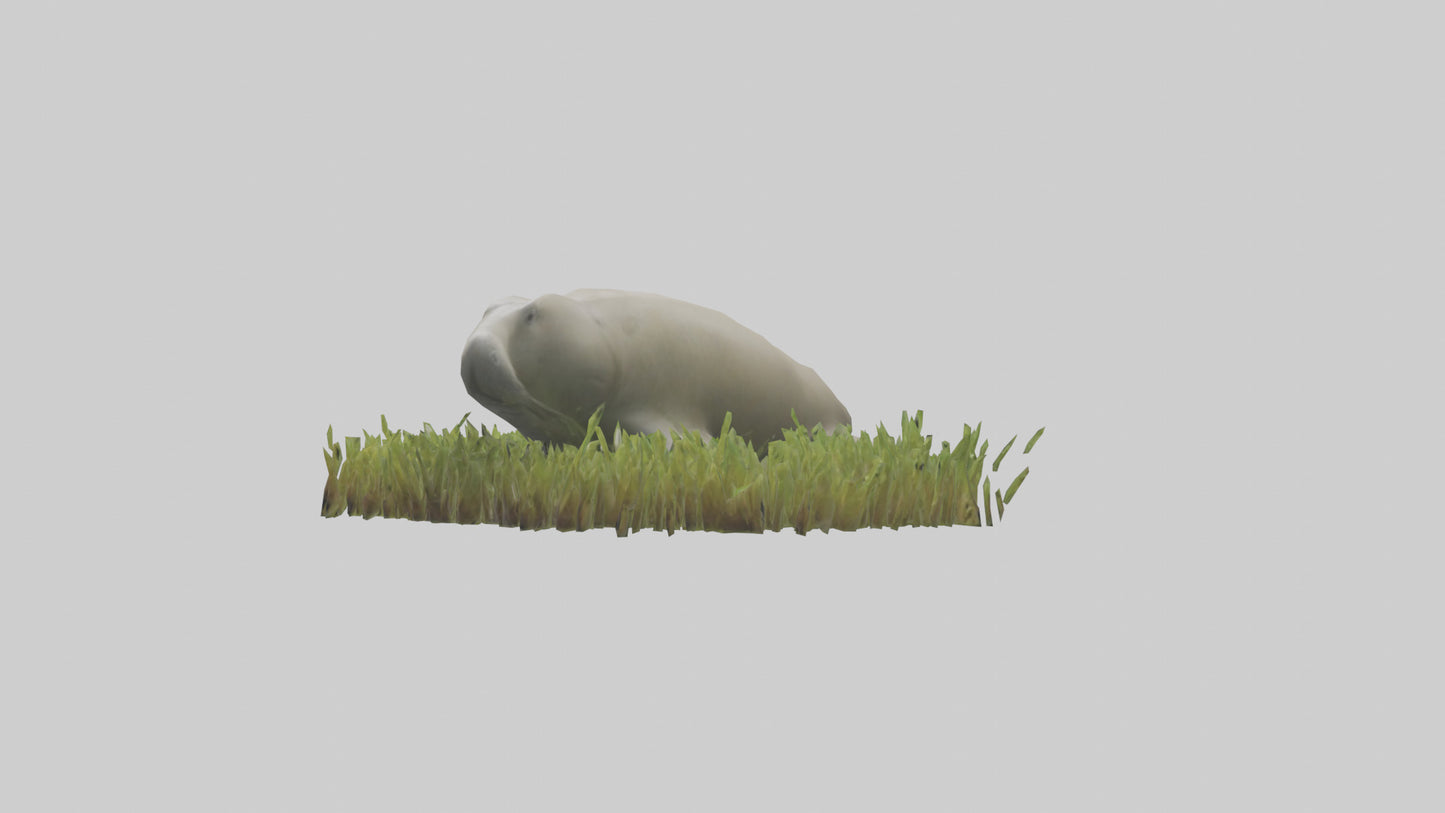 Dugong grazing seagrass model 3D model