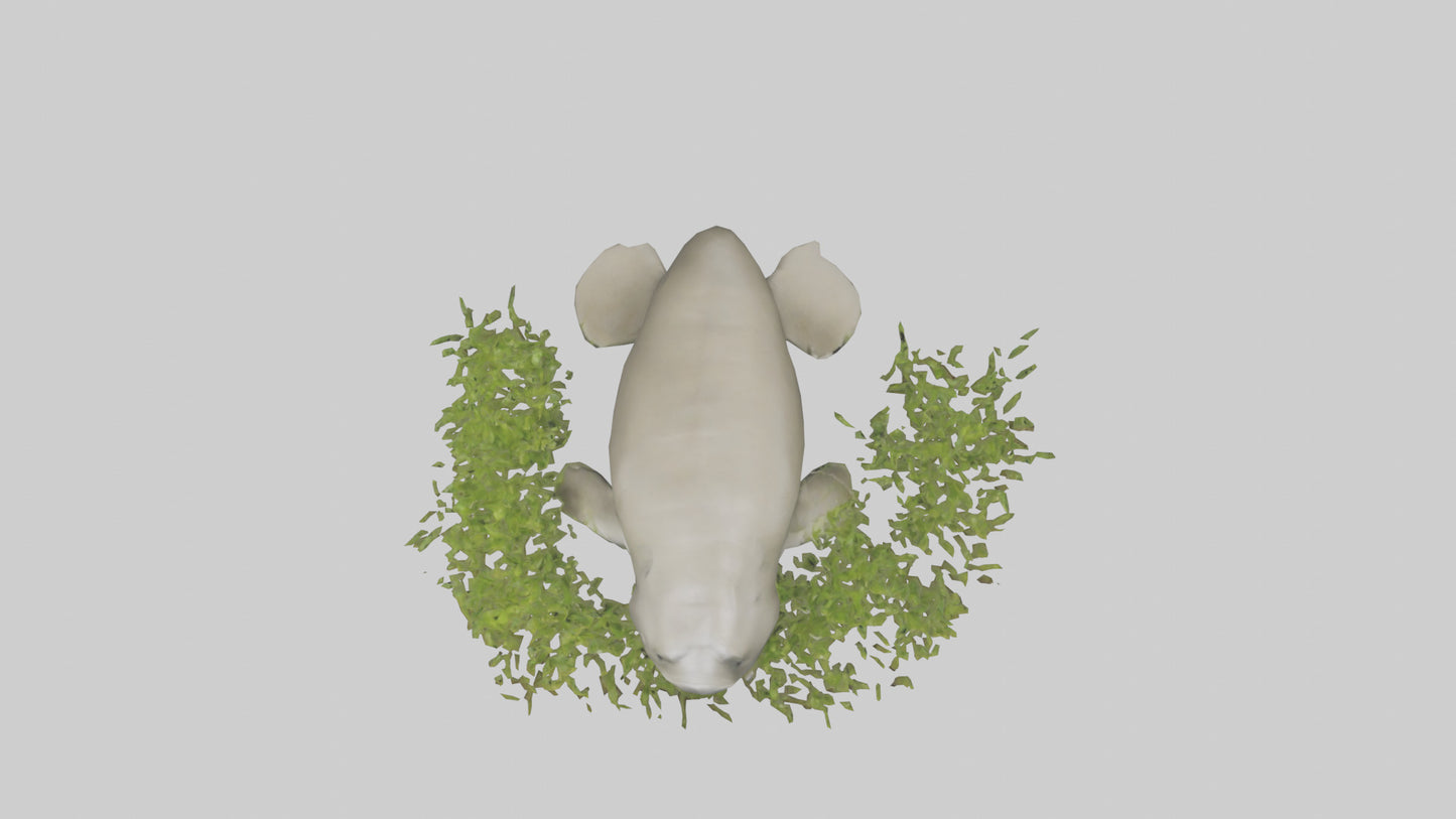 Dugong grazing seagrass model 3D model