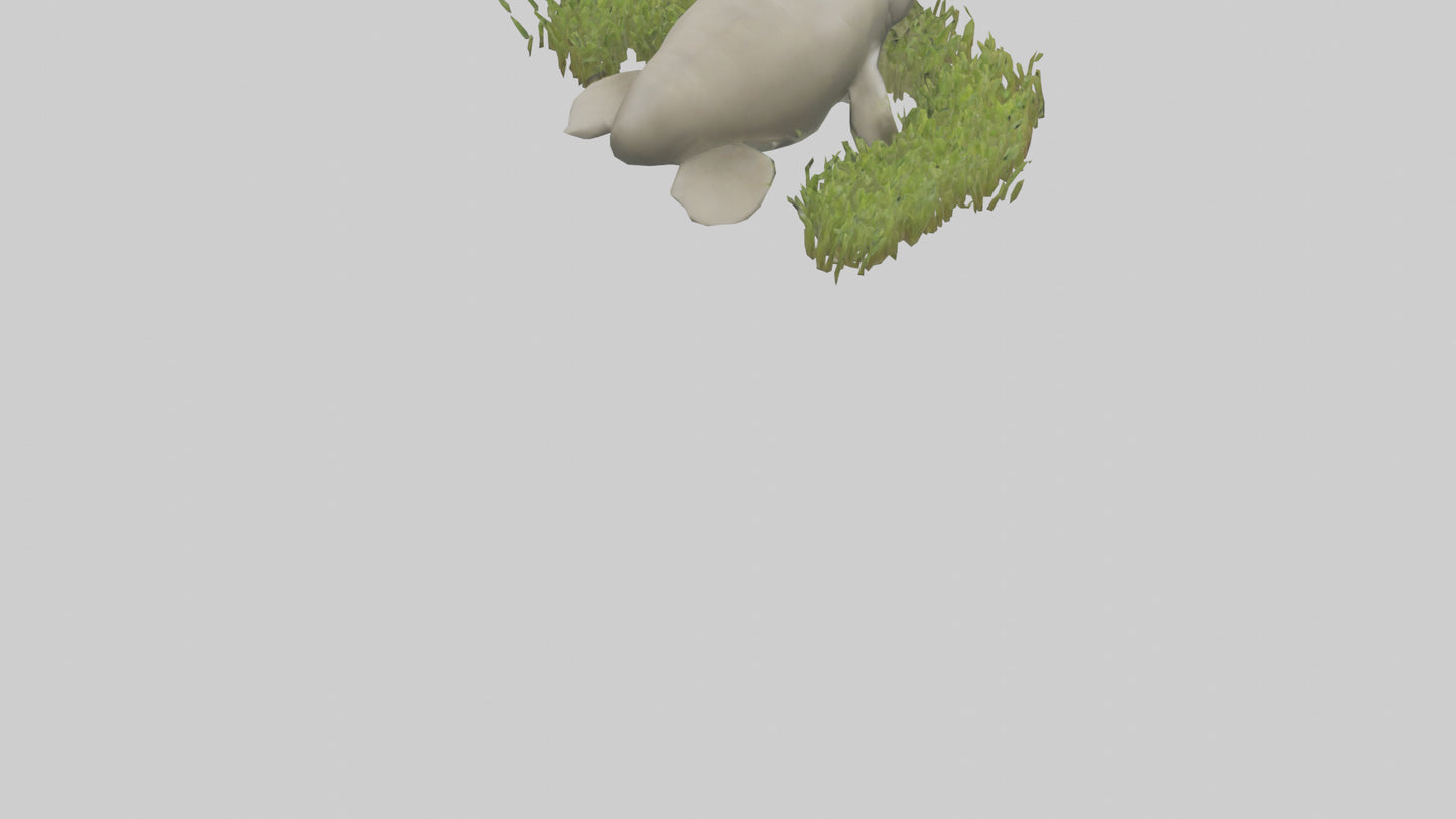 Dugong grazing seagrass model 3D model
