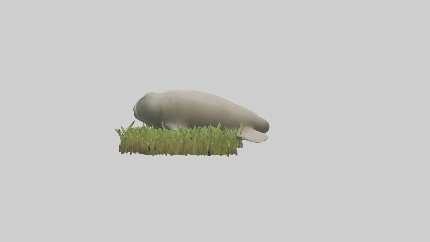 Dugong grazing seagrass model 3D model