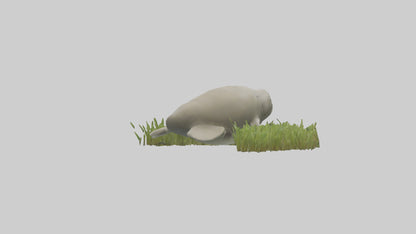 Dugong grazing seagrass model 3D model