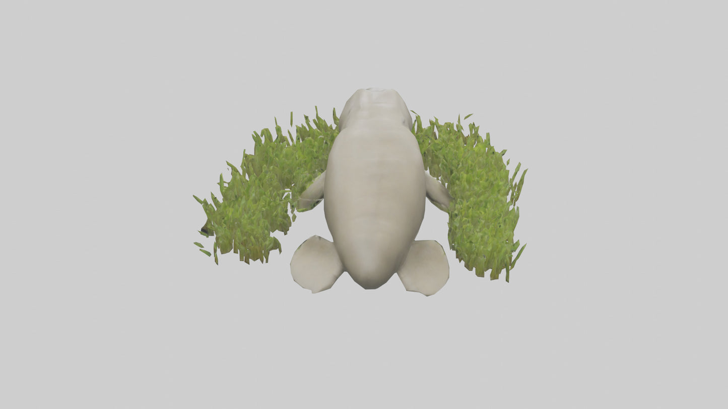 Dugong grazing seagrass model 3D model