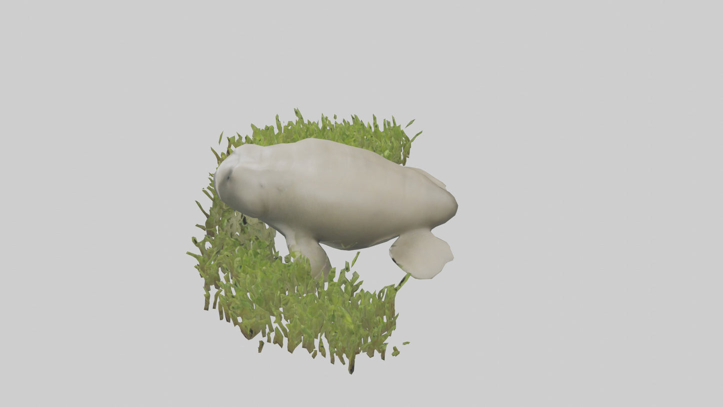Dugong grazing seagrass model 3D model