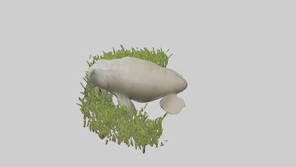Dugong grazing seagrass model 3D model