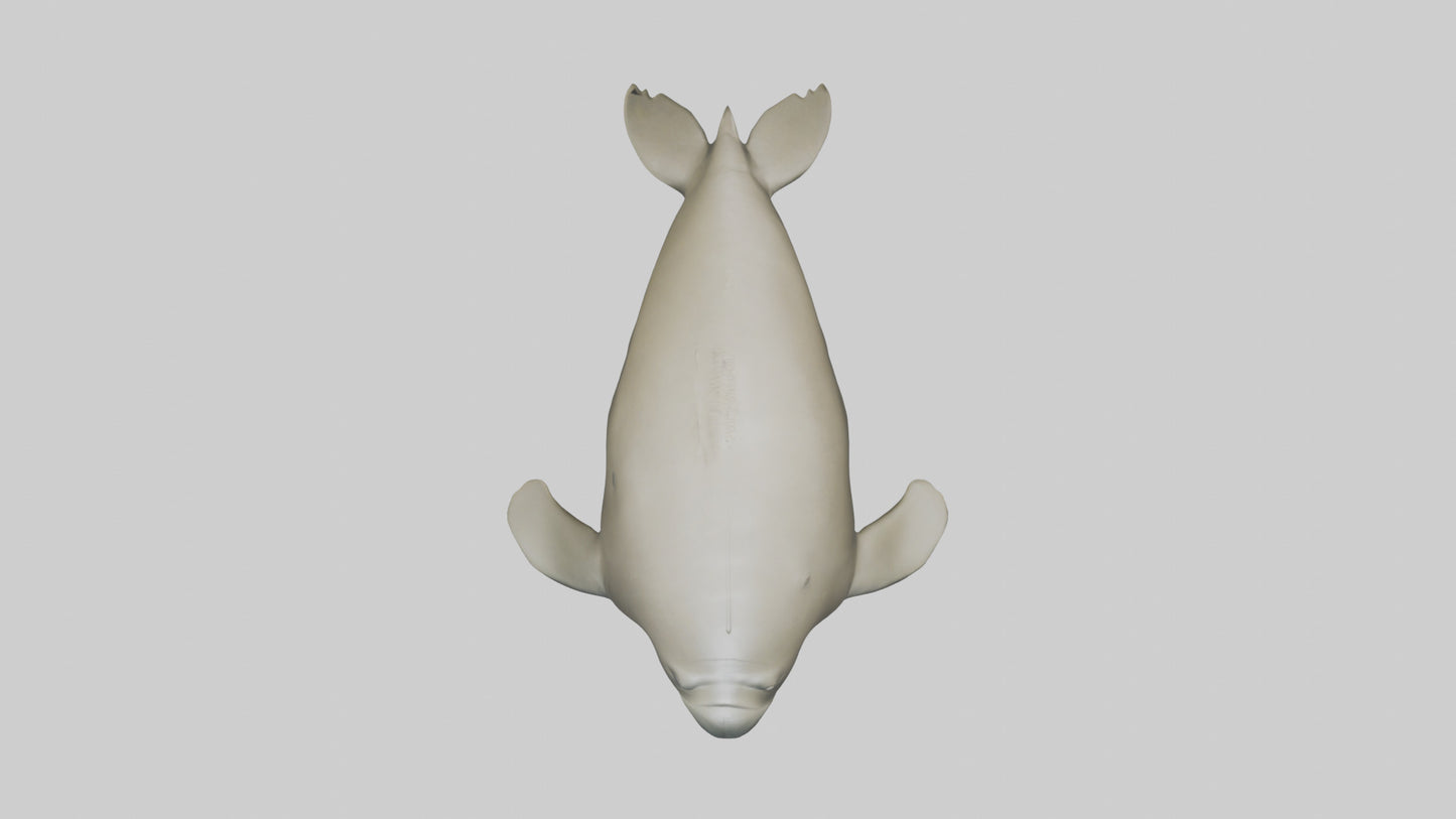 Dugong resting underwater model 3D model