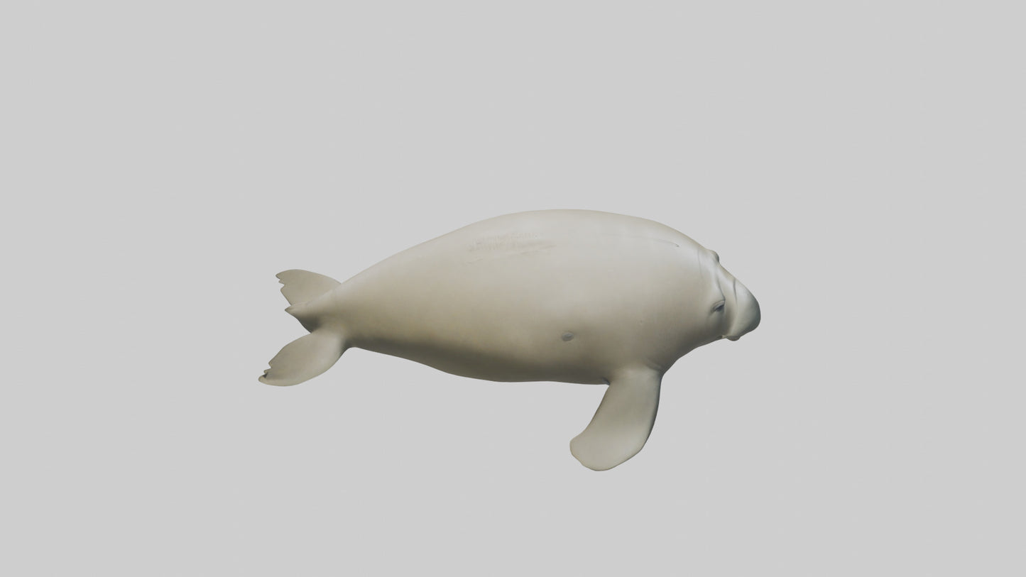 Dugong resting underwater model 3D model