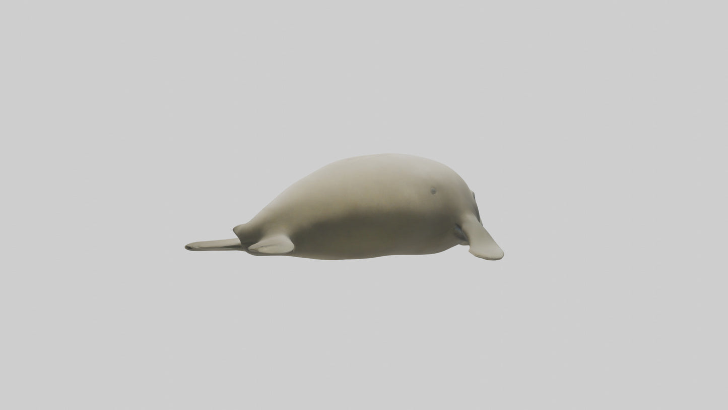 Dugong resting underwater model 3D model