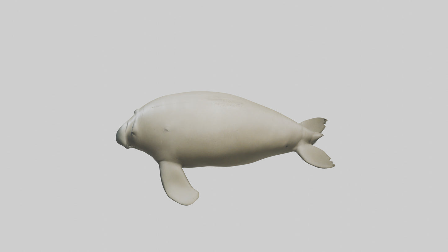 Dugong resting underwater model 3D model