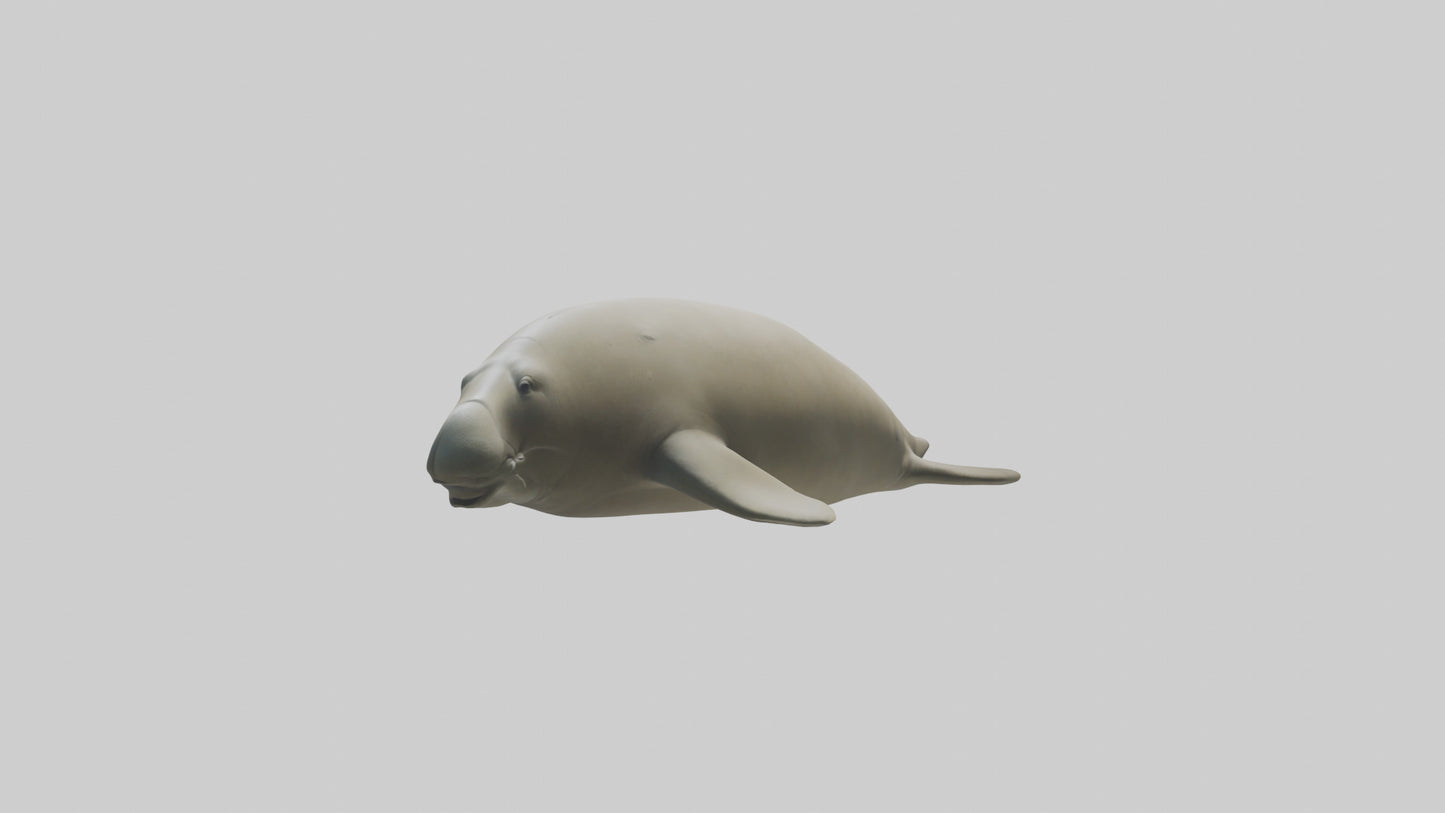 Dugong resting underwater model 3D model
