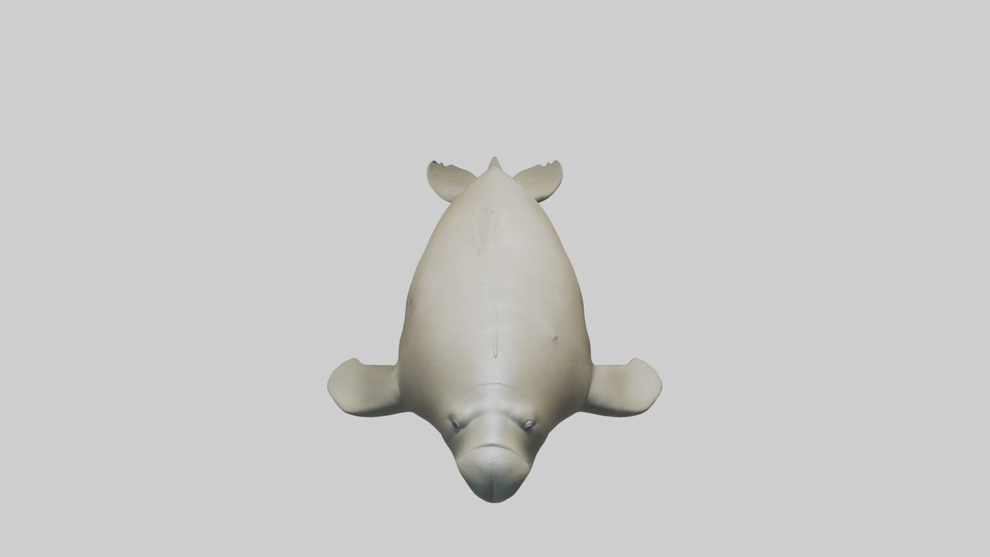 Dugong resting underwater model 3D model