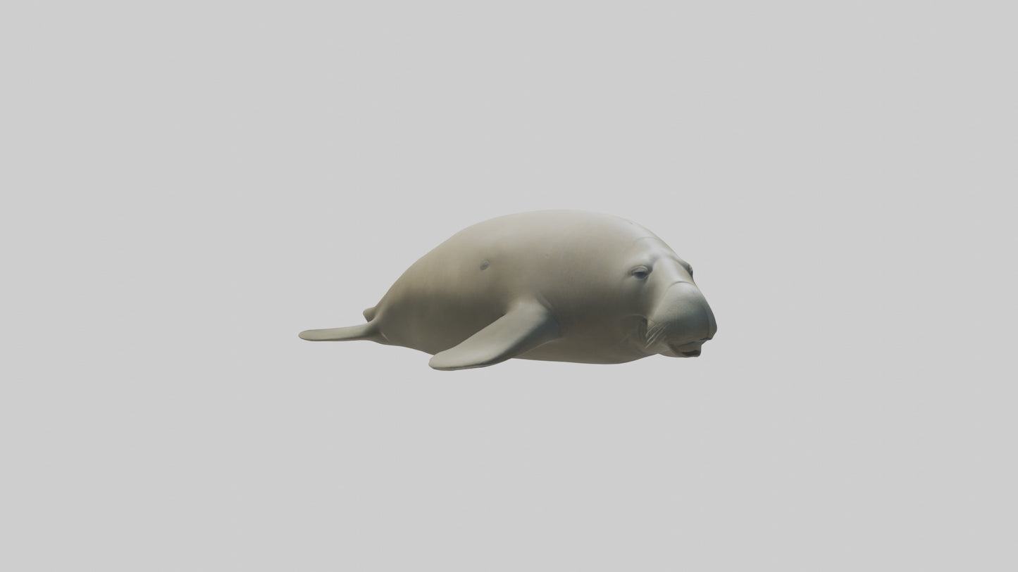 Dugong resting underwater model 3D model
