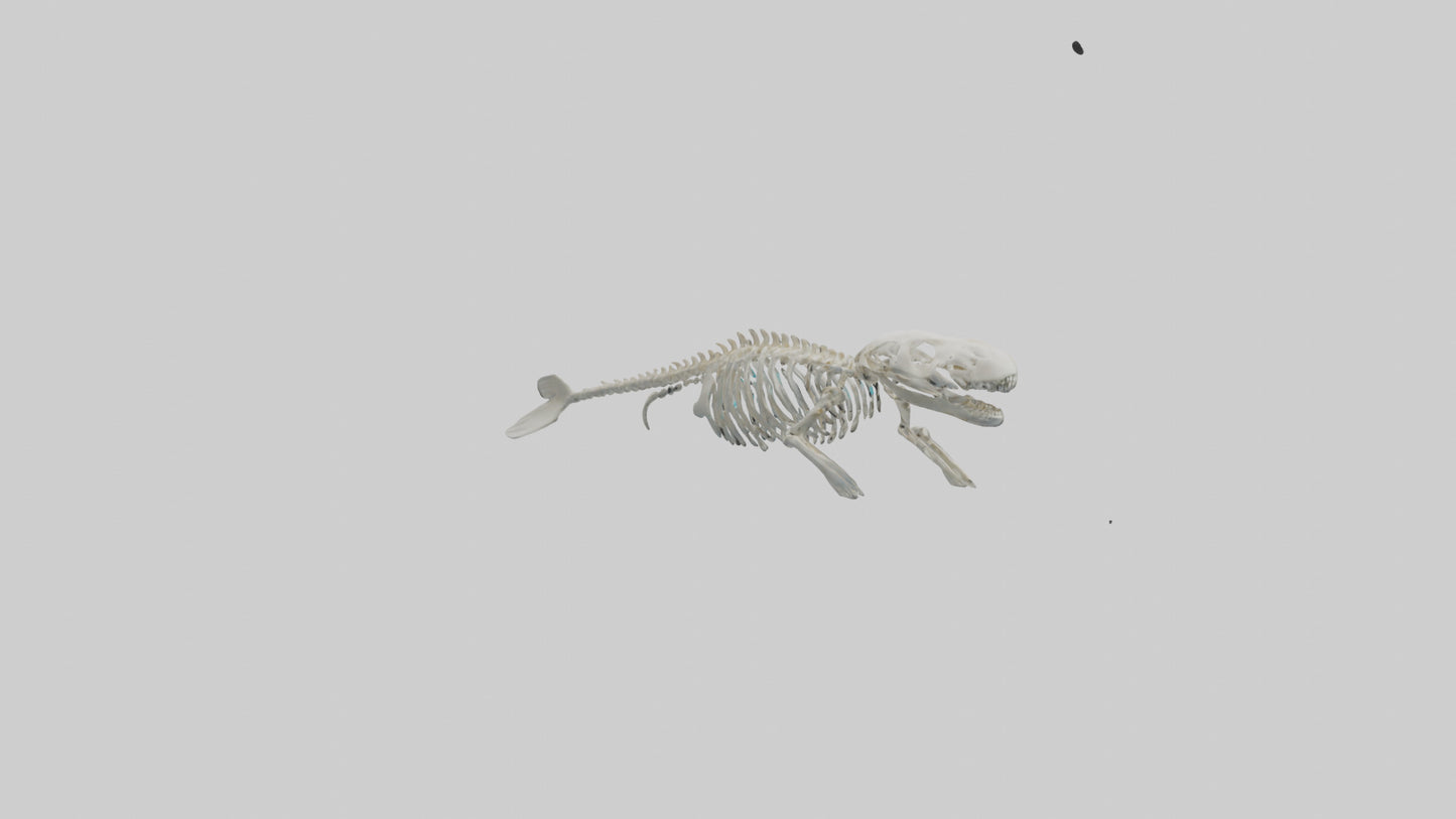 3D model Dugong Skeleton model VR / AR / low-poly