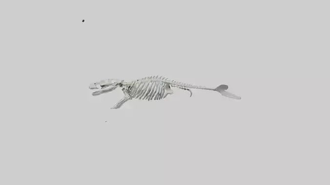 3D model Dugong Skeleton model VR / AR / low-poly