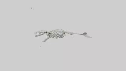 3D model Dugong Skeleton model VR / AR / low-poly