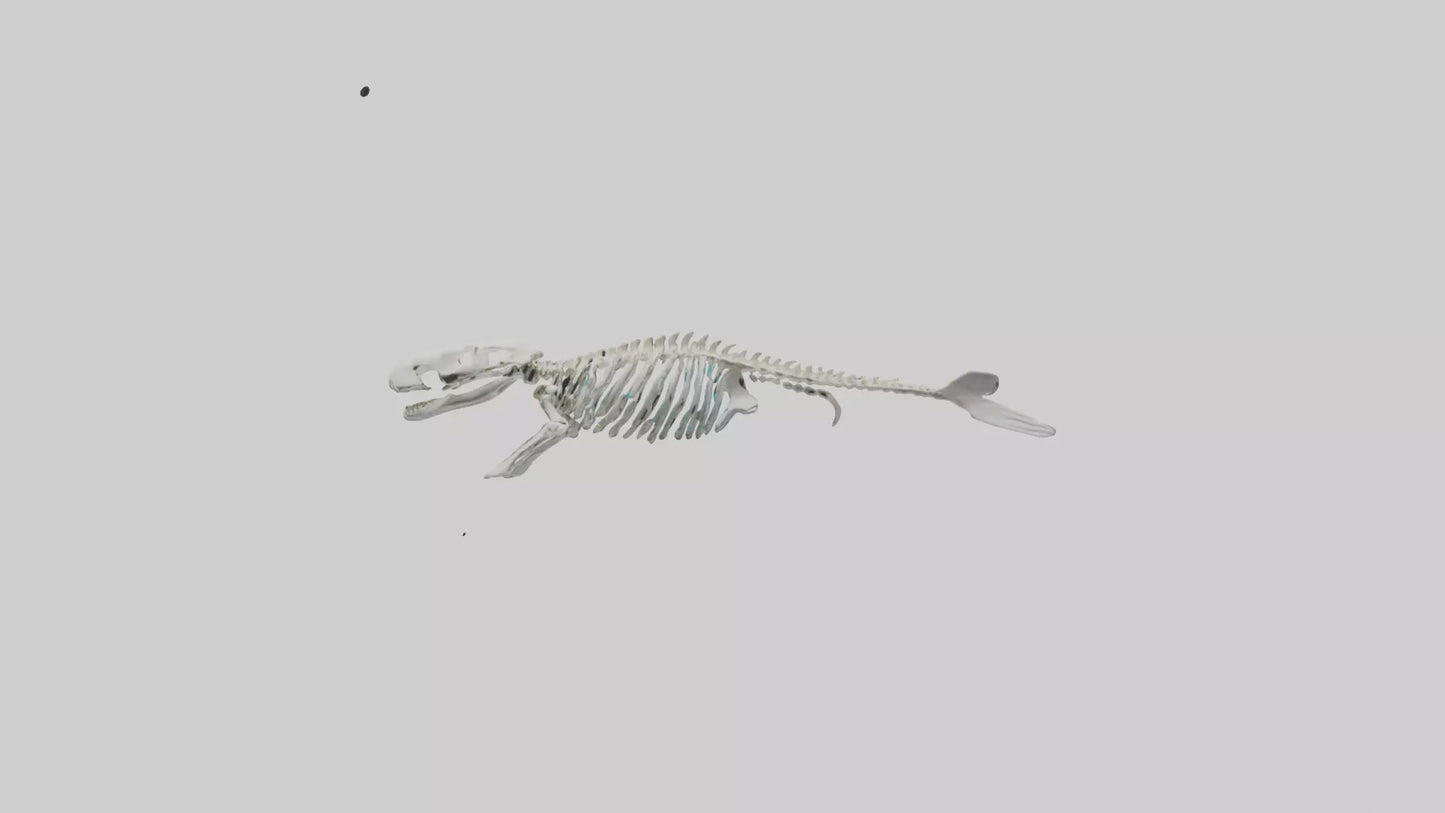 3D model Dugong Skeleton model VR / AR / low-poly