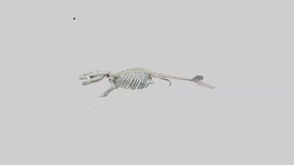 3D model Dugong Skeleton model VR / AR / low-poly