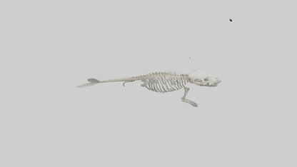 3D model Dugong Skeleton model VR / AR / low-poly
