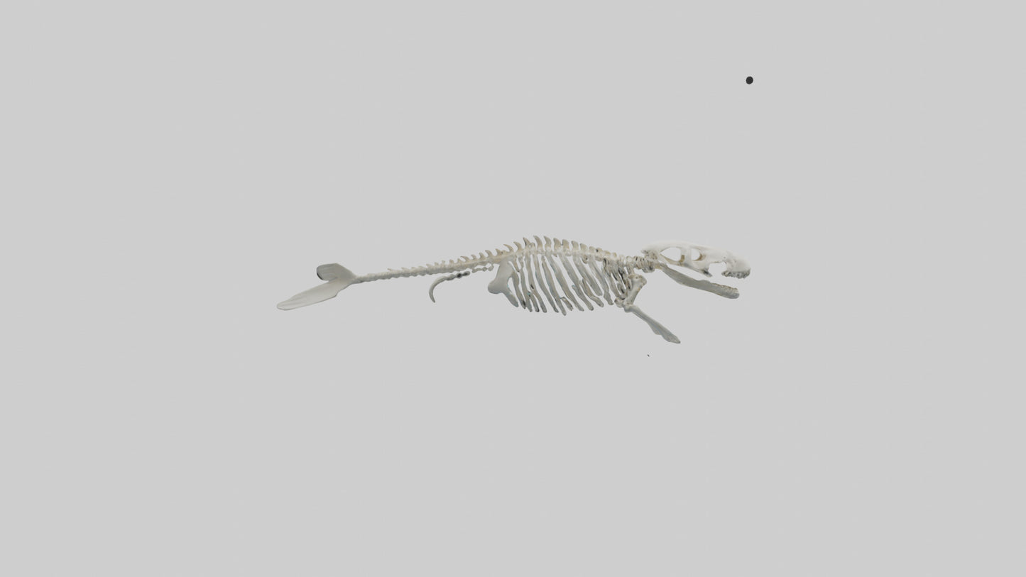 3D model Dugong Skeleton model VR / AR / low-poly