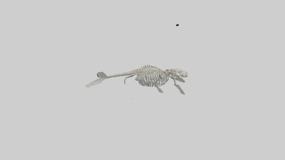 3D model Dugong Skeleton model VR / AR / low-poly