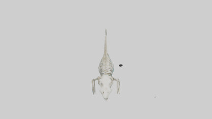 3D model Dugong Skeleton model VR / AR / low-poly