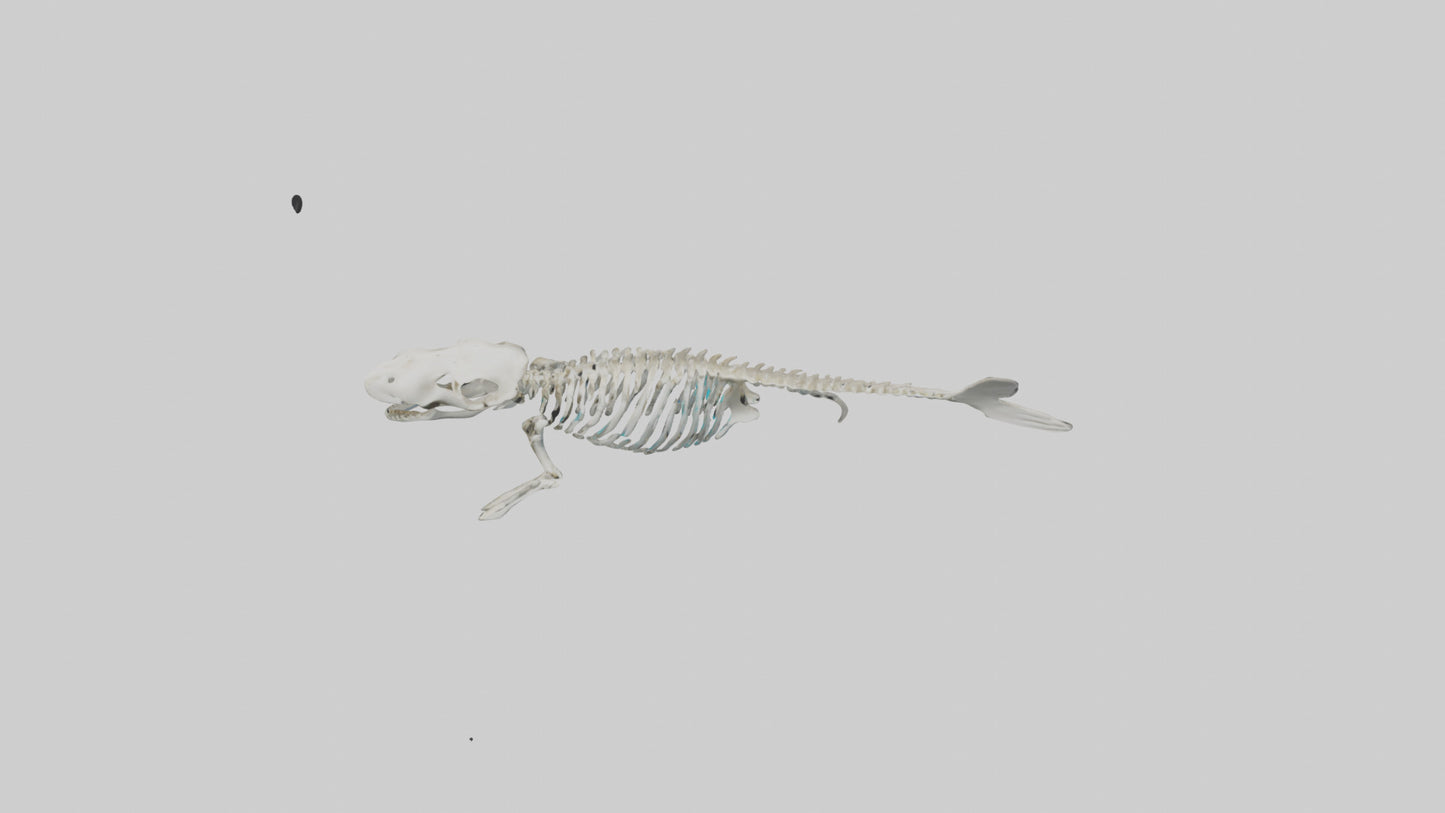 3D model Dugong Skeleton model VR / AR / low-poly