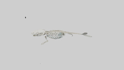 3D model Dugong Skeleton model VR / AR / low-poly