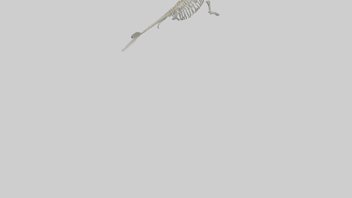 3D model Dugong Skeleton model VR / AR / low-poly
