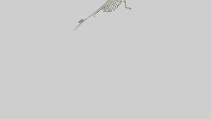 3D model Dugong Skeleton model VR / AR / low-poly