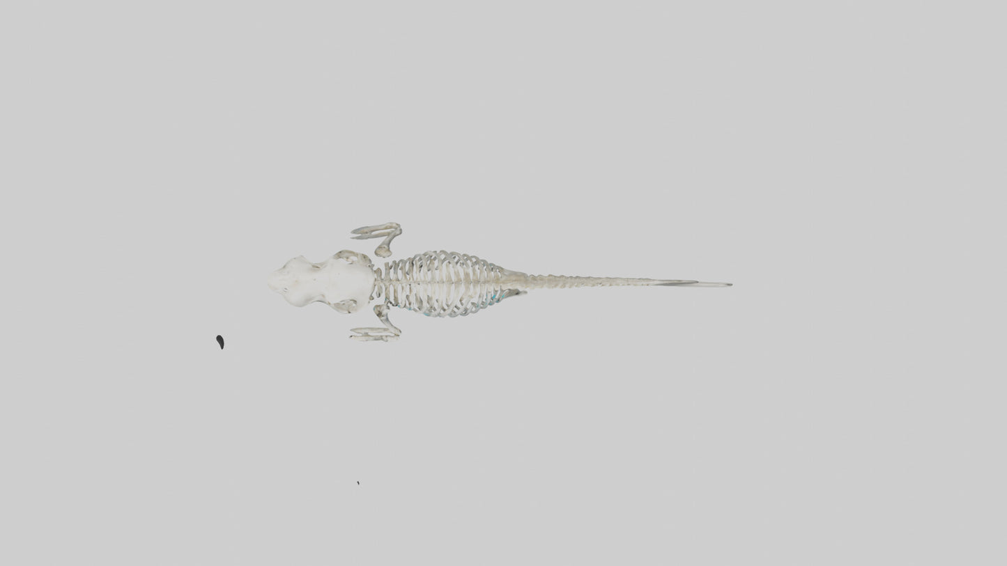 3D model Dugong Skeleton model VR / AR / low-poly