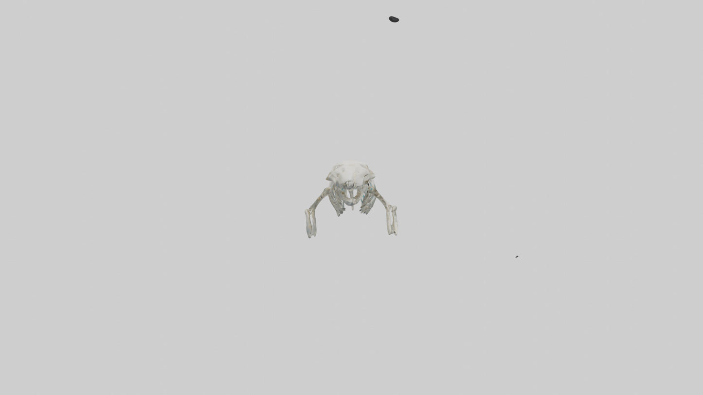 3D model Dugong Skeleton model VR / AR / low-poly