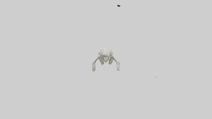 3D model Dugong Skeleton model VR / AR / low-poly