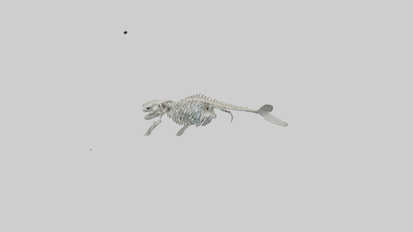 3D model Dugong Skeleton model VR / AR / low-poly