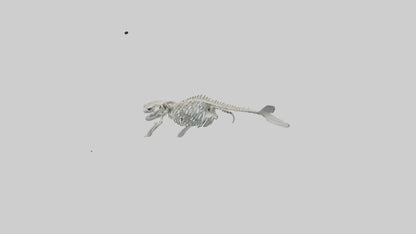 3D model Dugong Skeleton model VR / AR / low-poly