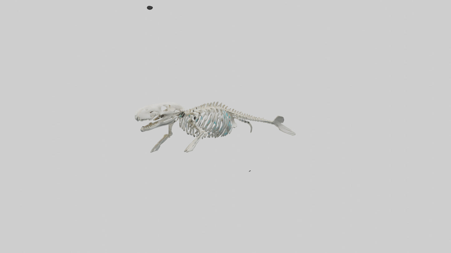 3D model Dugong Skeleton model VR / AR / low-poly