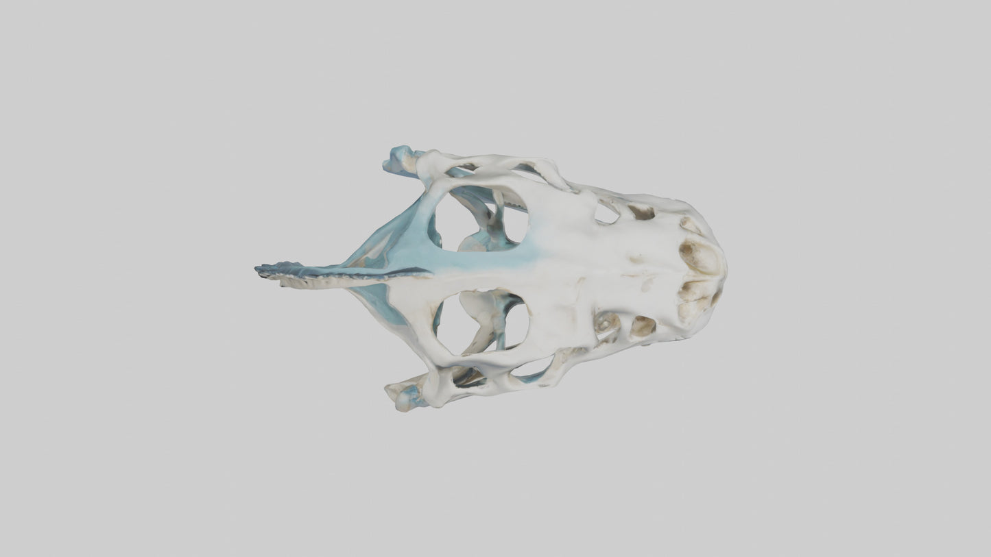 Dunkleosteus Skull Skeleton model 3D model