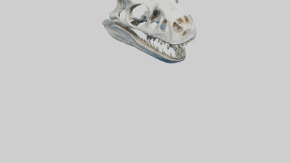 Dunkleosteus Skull Skeleton model 3D model