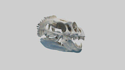 Dunkleosteus Skull Skeleton model 3D model