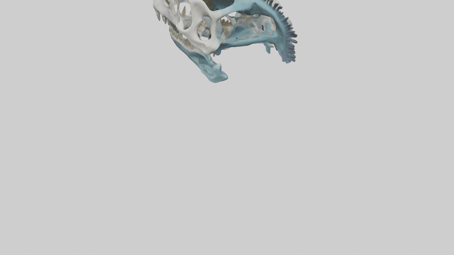 Dunkleosteus Skull Skeleton model 3D model