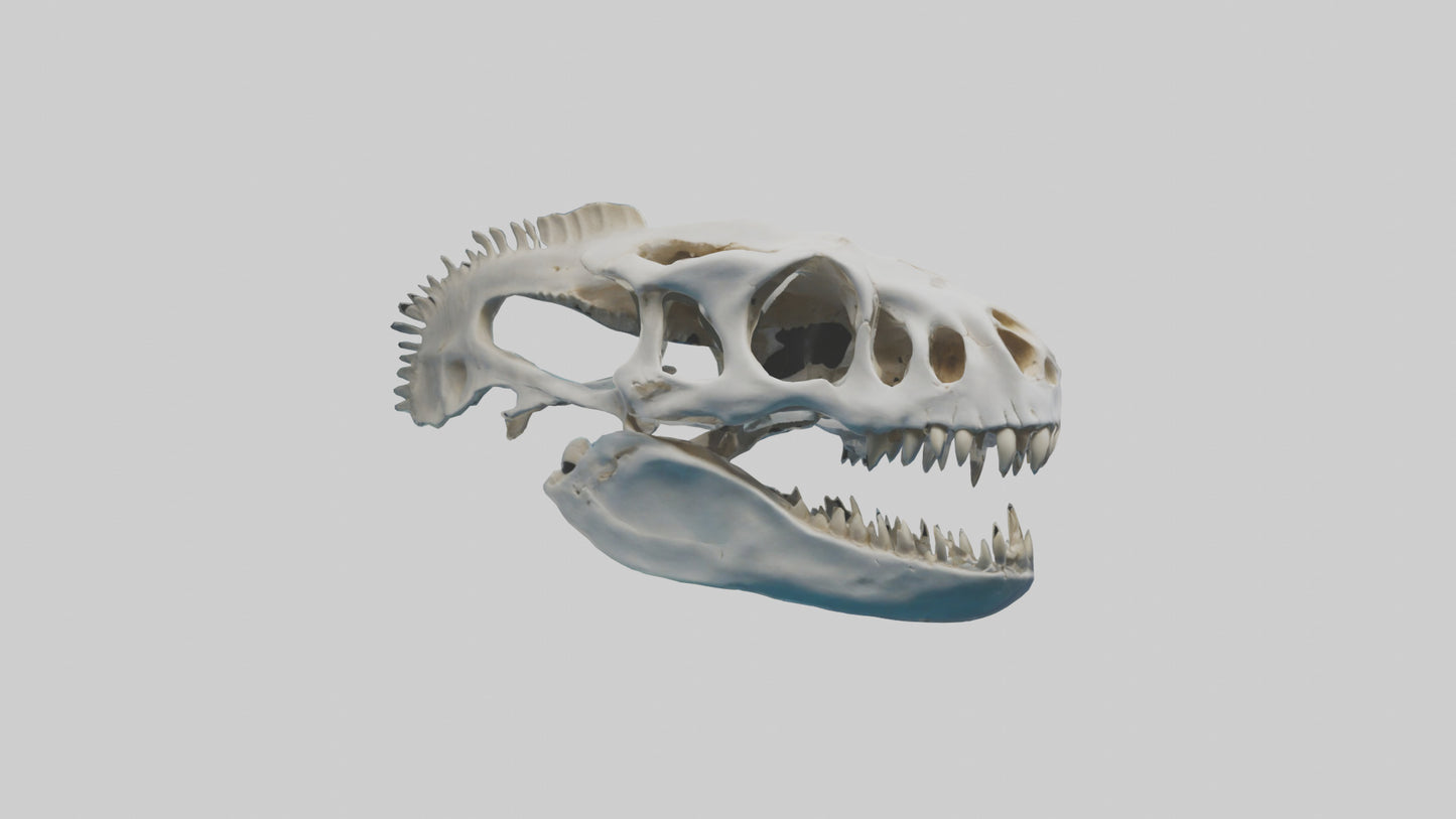 Dunkleosteus Skull Skeleton model 3D model