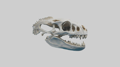 Dunkleosteus Skull Skeleton model 3D model