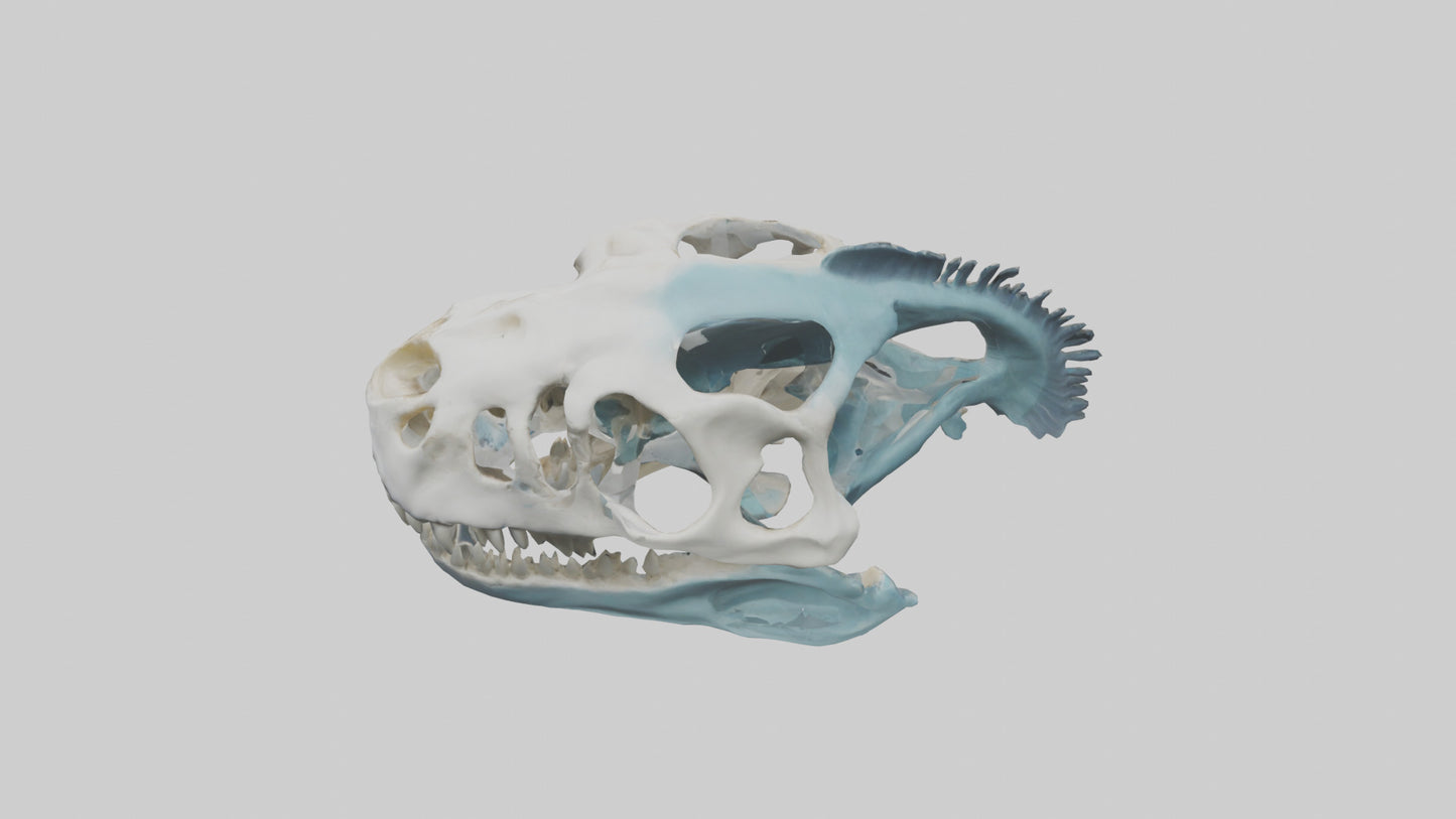 Dunkleosteus Skull Skeleton model 3D model