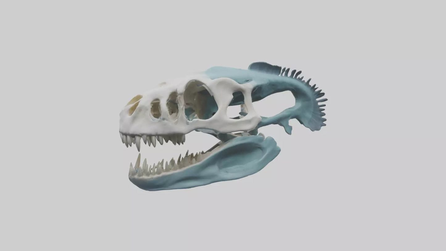 Dunkleosteus Skull Skeleton model 3D model