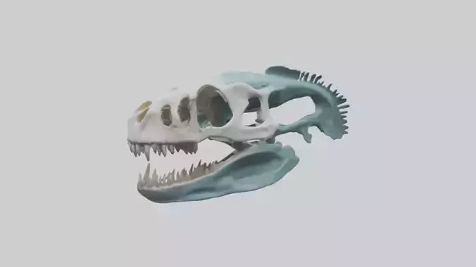 Dunkleosteus Skull Skeleton model 3D model