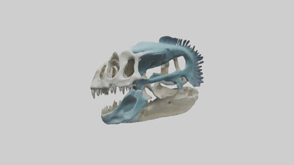 Dunkleosteus Skull Skeleton model 3D model